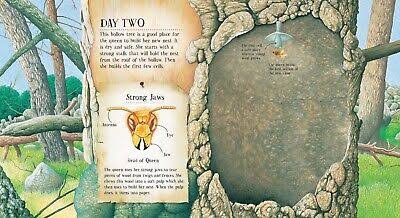A Wasp Builds A Nest: See Inside a Paper Wasp's Nest and Watch It Grow