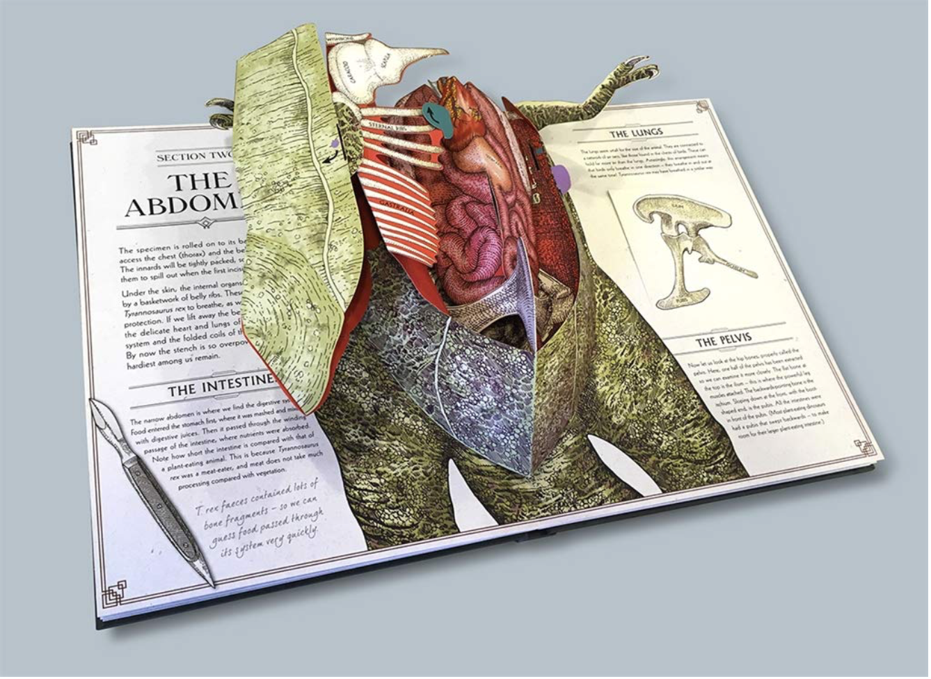 Tyrannosaurus Rex: A Pop-up Guide to Anatomy